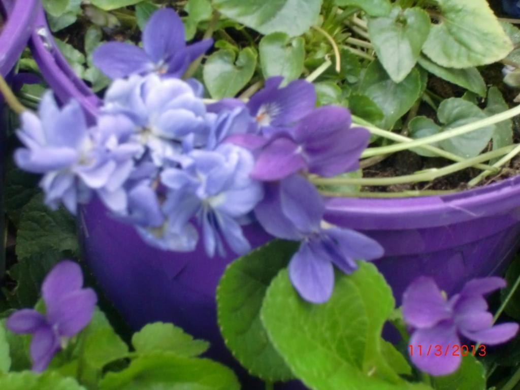 La Villa Des Violettes Тулуза Екстер'єр фото